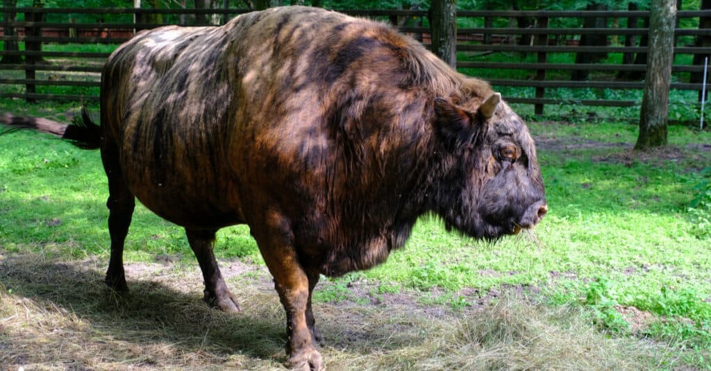 Bison in a fenced-in area