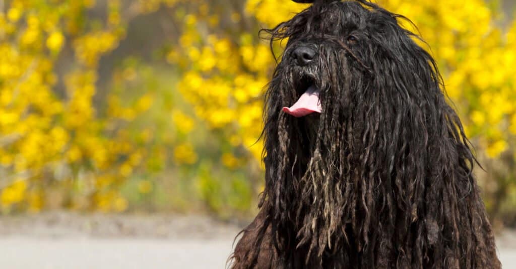 Black Bergamasco with its tongue out