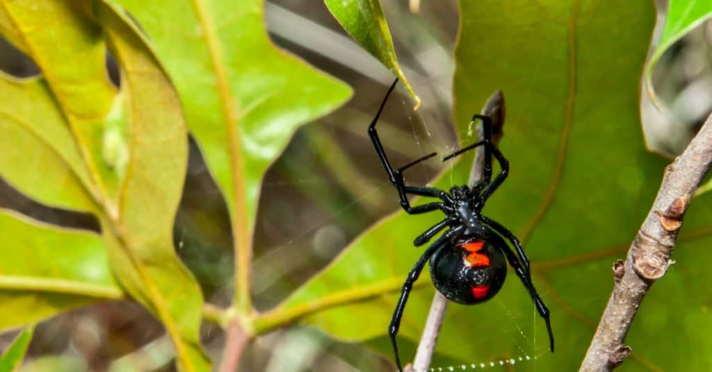 Apex predator: black widow spider