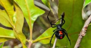 11 Black Spiders in Texas Picture