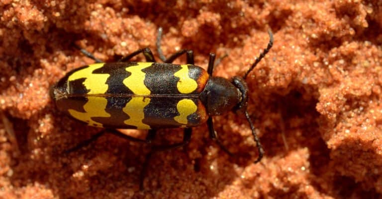 Blister Beetle from Namibia