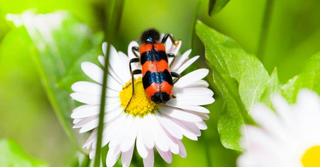 Blister Beetle on a chamomile flower