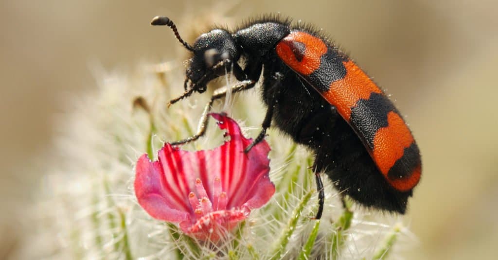 Blister Beetle on a pink flower