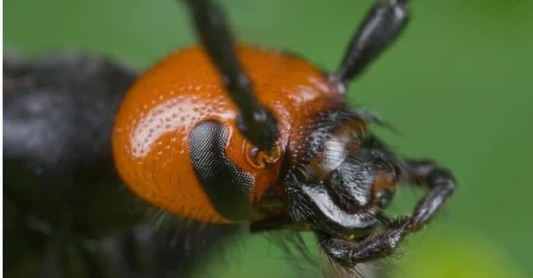 Blister beetle close-up