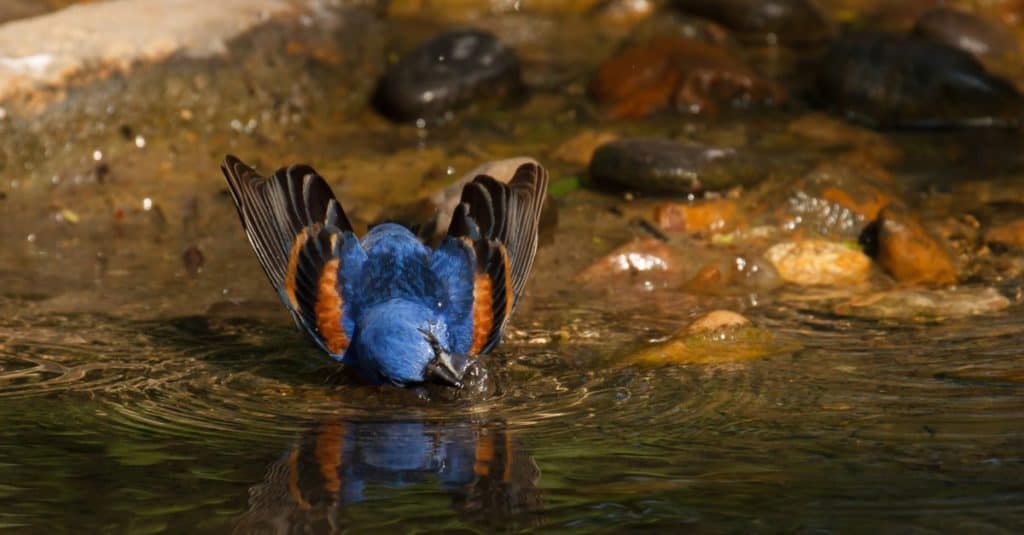 Blue Grosbeak drinking water at a pool.