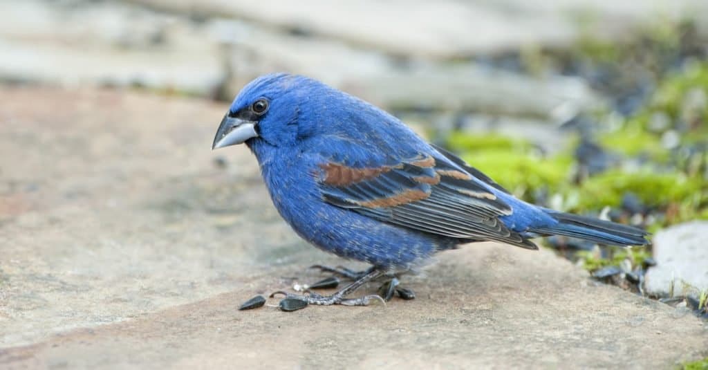 Male Blue Grosbeak sitting on a rock