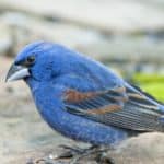 Blue Grosbeak