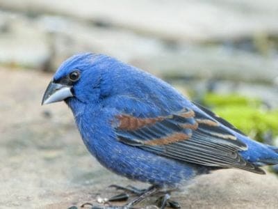 Blue grosbeak Picture