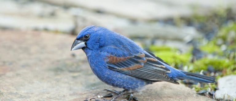Blue Grosbeak