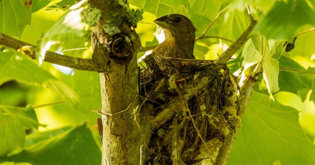 A female Blue Grosbeak sitting on her nest.