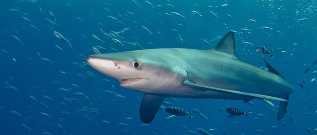 A Blue shark in the Atlantic ocean near Pico (Azores Islands).