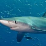 Blue Shark