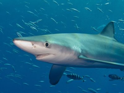 Blue Shark Picture
