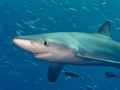 A Blue Shark