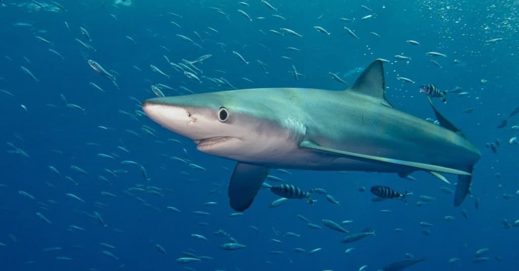 A Blue shark (Prionace glauca) in Atlantic ocean near Pico (Azores Islands).