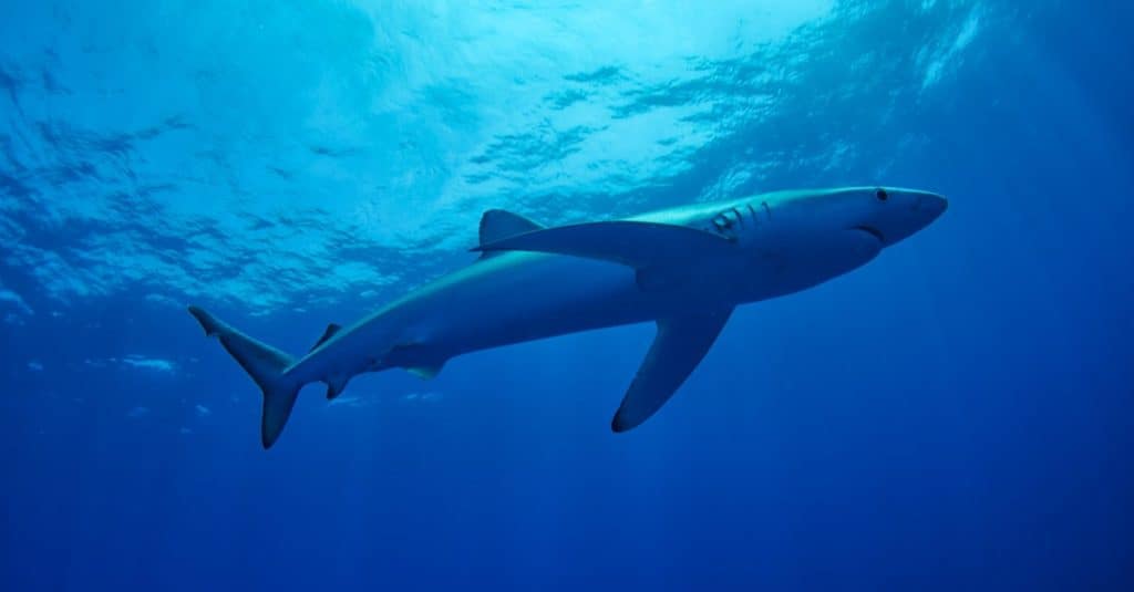 Blue Shark - Prionace glauca, near Pico island, Azores.