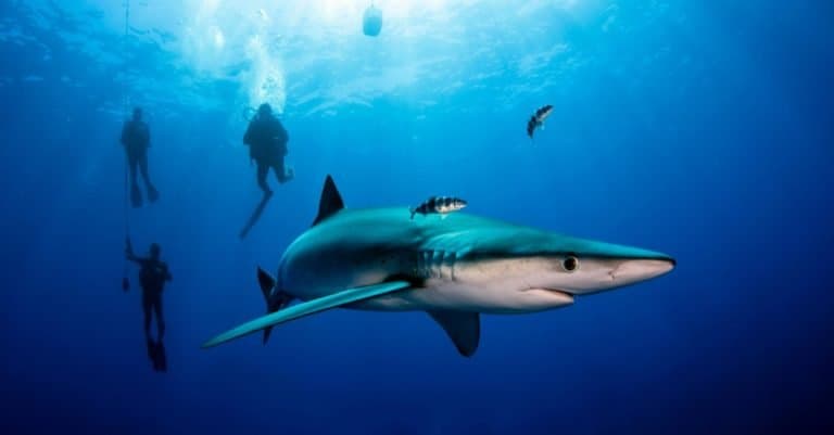 A Blue shark swimming with divers.
