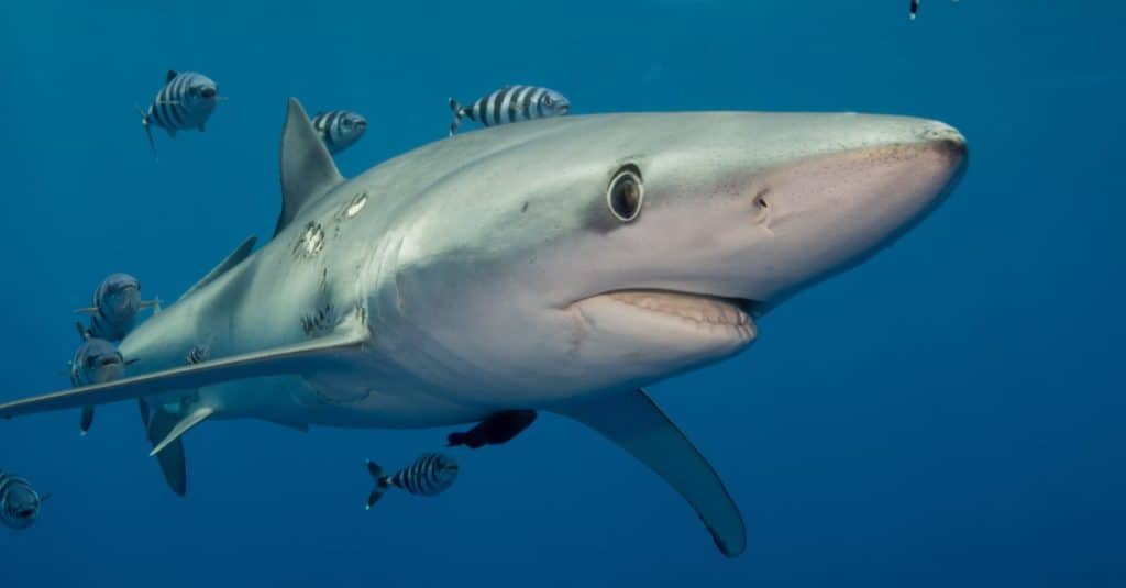 Un requin bleu nageant avec des poissons pilotes.