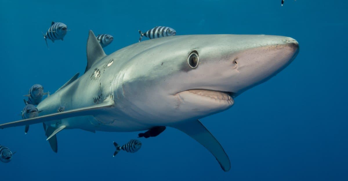 deep blue shark size and weight