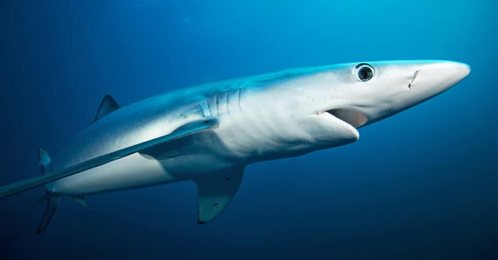 Though not aggressive, blue sharks are one of the fastest fish and sometimes referred to as the 