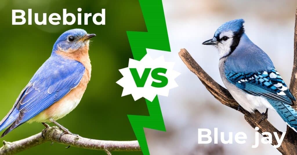 Bluebird vs Blue Jay