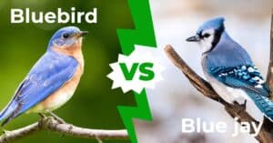 Bluebird vs Bluejay: Five Main Differences Explained Picture