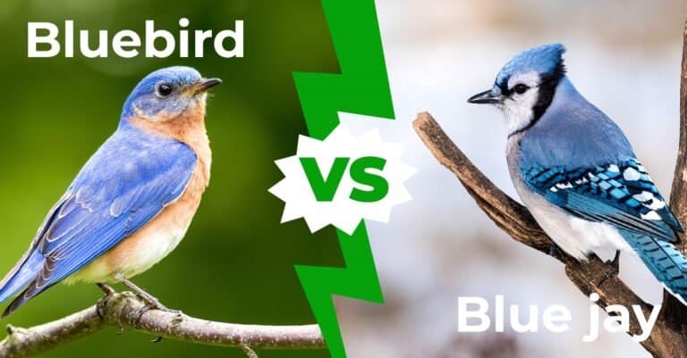 Bluebird vs Blue Jay