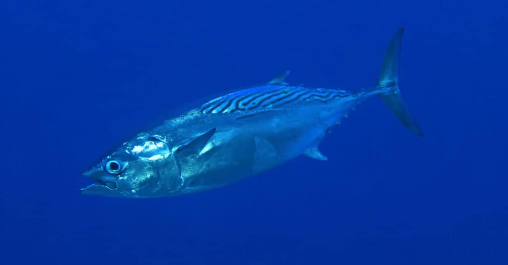 The Bonito, one of the world's fastest fish, can swim up to 40 miles per hour, and they are carnivorous predators that hunt a variety of smaller fish and invertebrates.