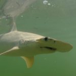 Bonnethead