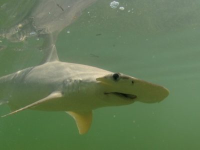 Bonnethead Shark Picture