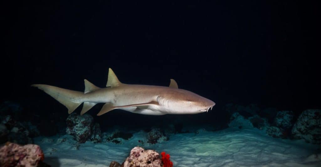 Bonnethead shark hunting on a sandy stretch of sea at night.