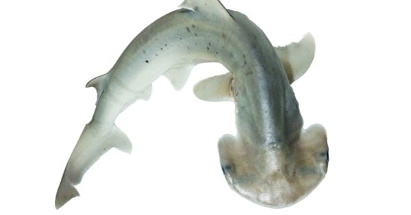 Bonnethead Shark Animal Facts - Sphyrna tiburo - A-Z Animals