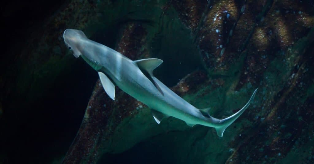 Bonnethead sharks (Sphyrna tiburo) eats plants and meat