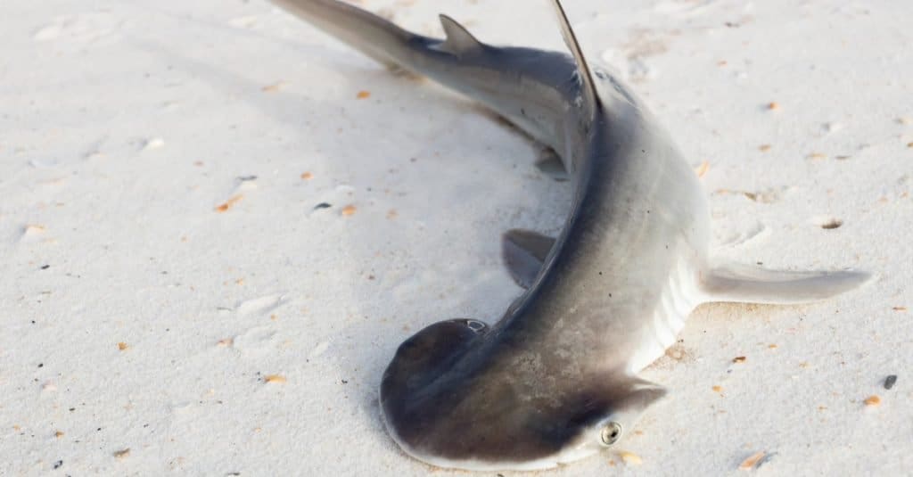 The bonnethead shark or shovelhead, Sphyrna tiburo, stranded on a sandy beach.