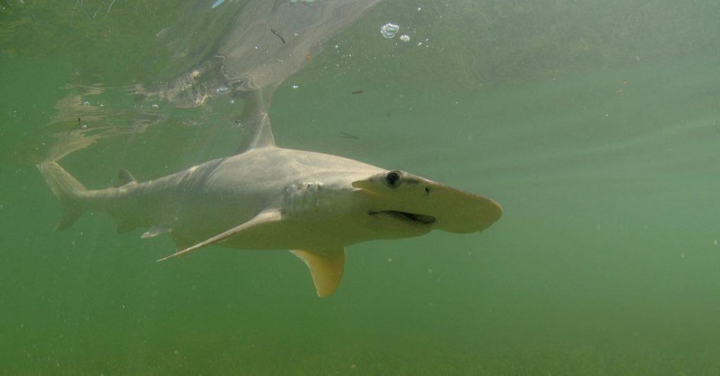 A Bonnethead shark swimming in the ocean.