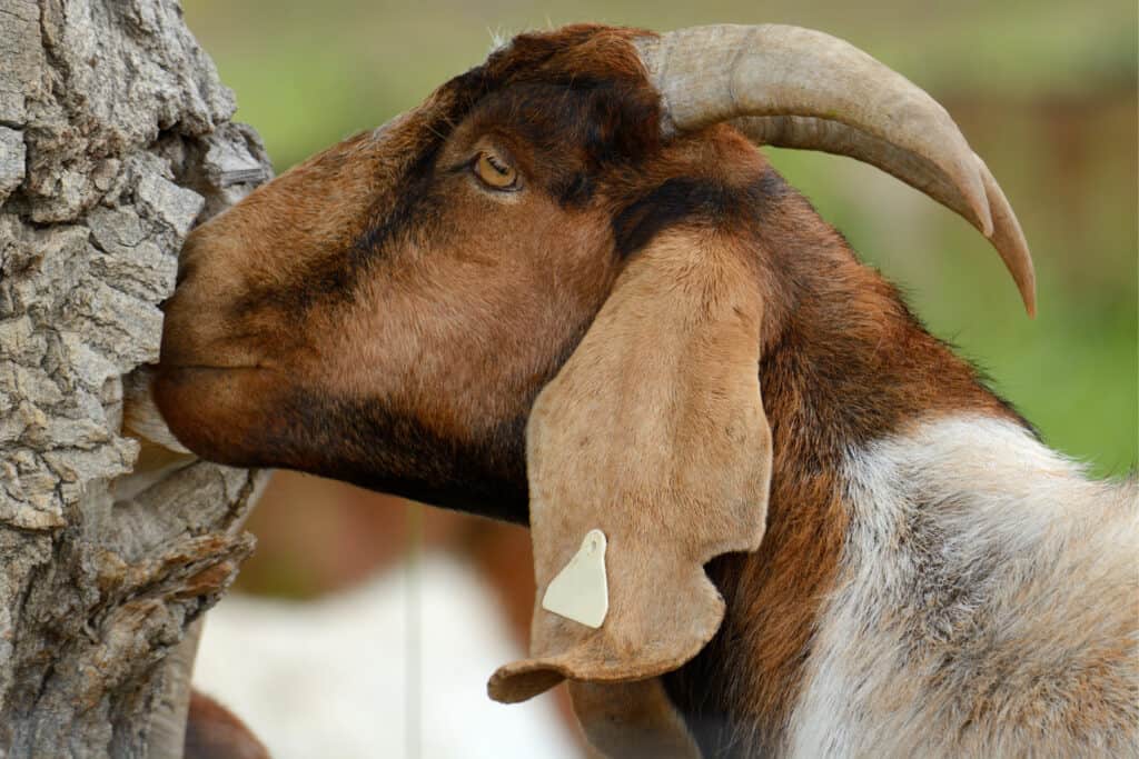 Brown and white Kiko goat