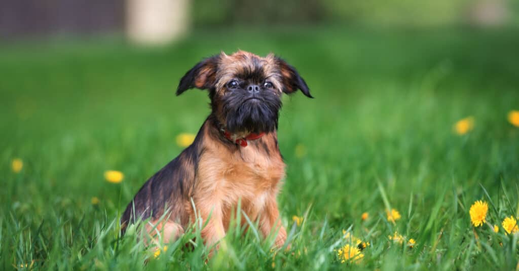 Brussels Griffon