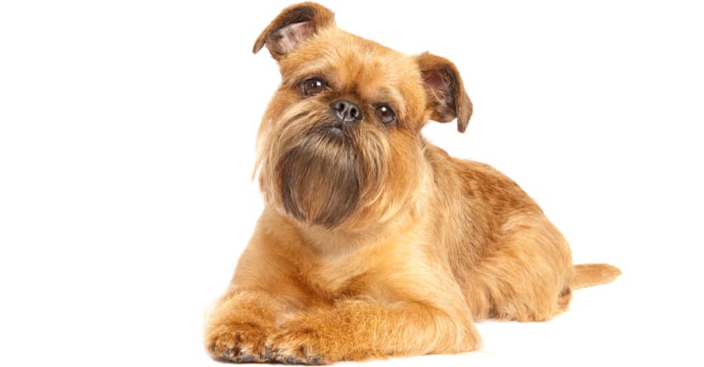 Brussels Griffon-Isolated