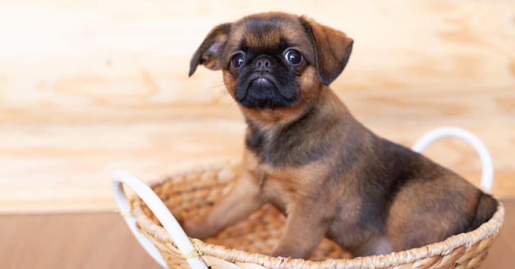 do brussels griffon shed