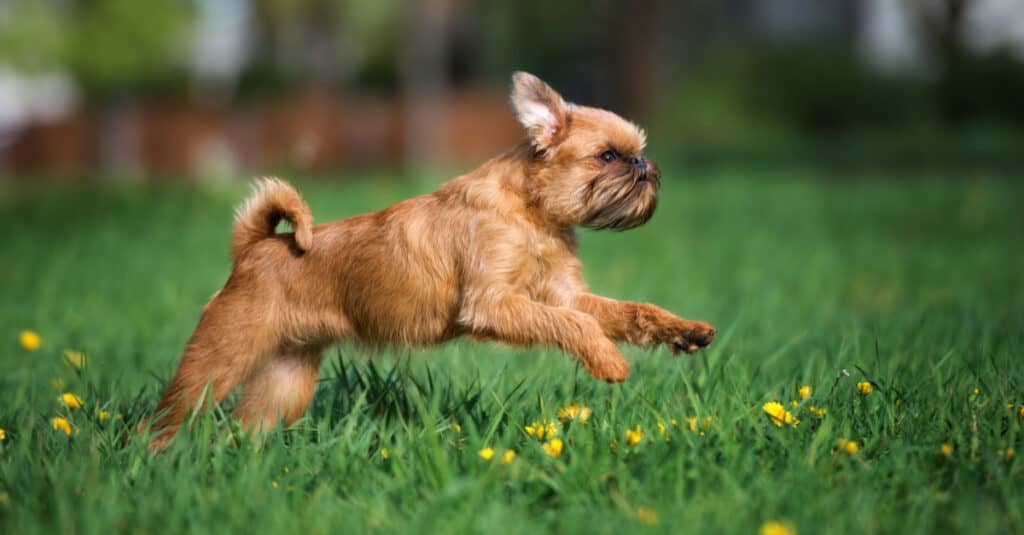 Brussels Griffon Running in the Grass