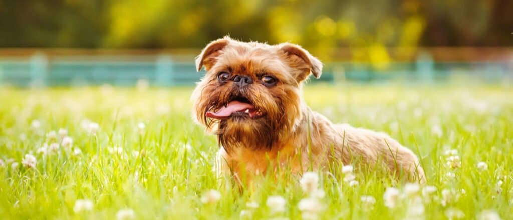 Brussels Griffon