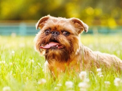 Brussels Griffon Picture