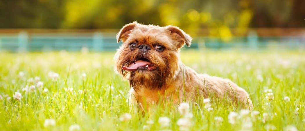 Are Brussels Griffons Intelligent Dogs