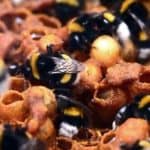 Bumblebees live together in family groups in a nest ruled by a queen who is helped by her daughters (called worker bees). There can be up to 400 bees in a single bumblebee nes