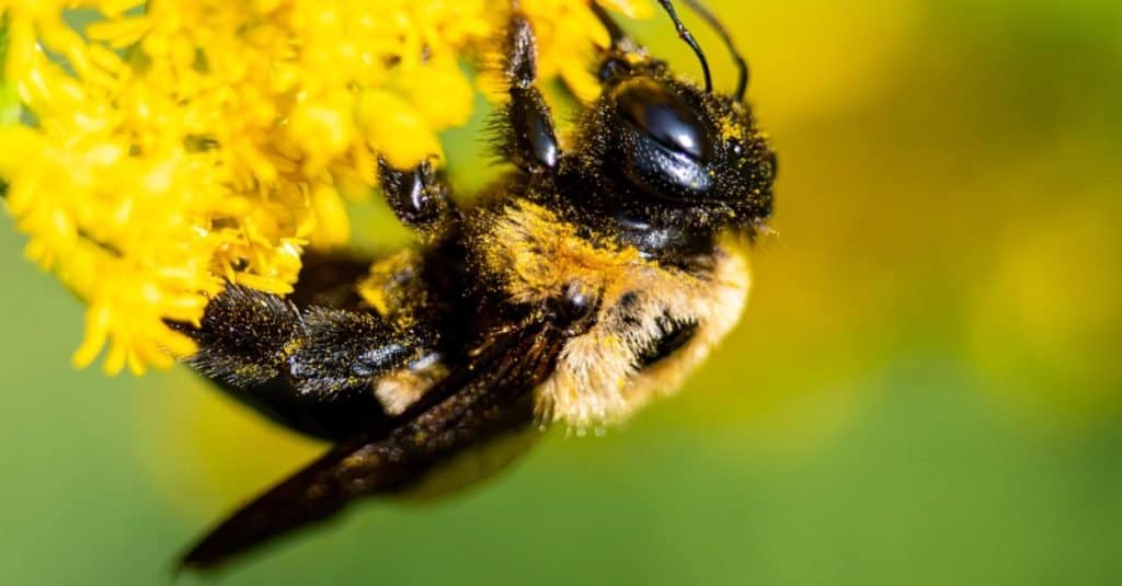 The common eastern bumble bee has a furry body helping it collect and trap pollen