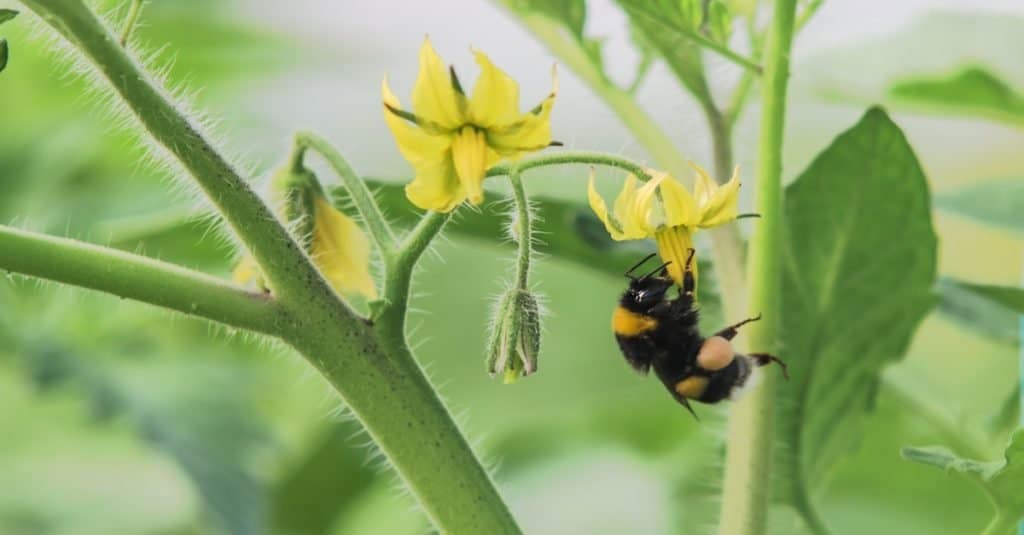 carpenter bee vs bumble bee