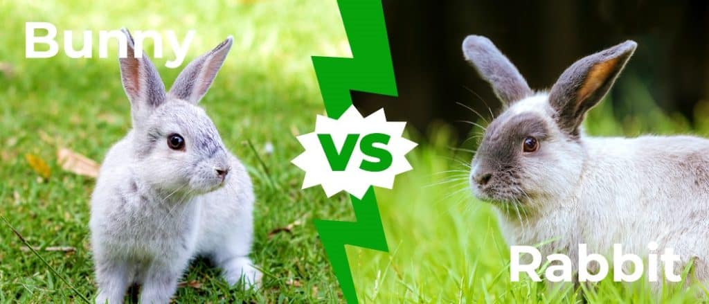 Bunny vs Rabbit