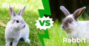 Bunny vs Rabbit – 3 Main Differences Picture