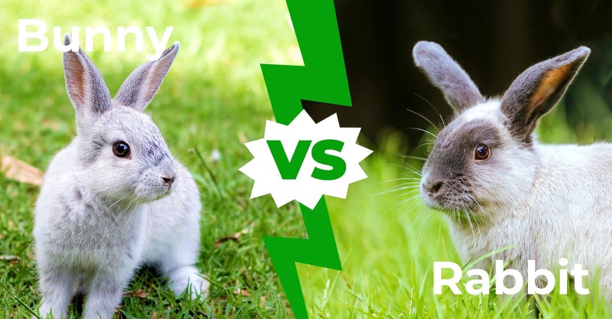 Bunny vs Rabbit - 3 Main Differences - AZ Animals
