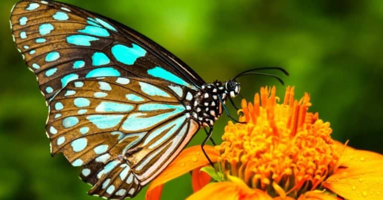 How Long Do Butterflies Live